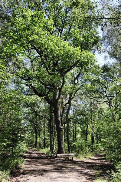 Schwarzer Weg