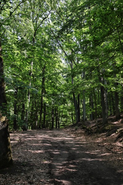 Waldweg