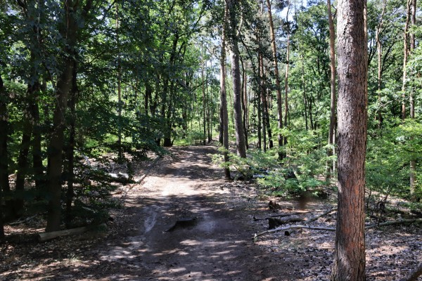 Waldweg