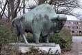 Bisonstier