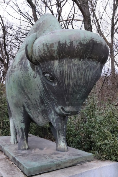 Bisonstier