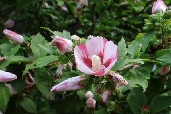 Hibiskusblüte