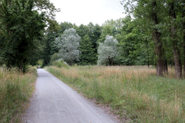 Waldweg