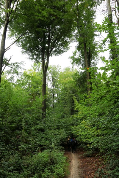 Waldweg