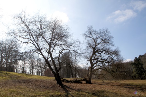 Trockenrasenwiese
