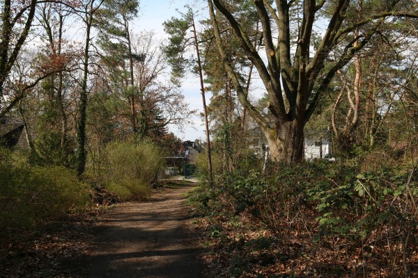 Waldweg