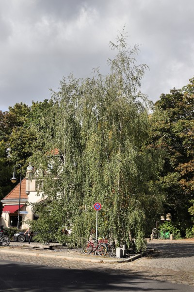 Birkendenkmal