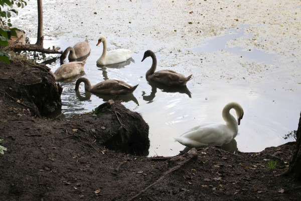 Schwanenfamilie