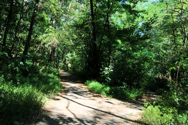 Waldweg