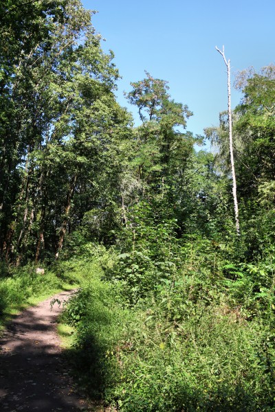 Waldweg