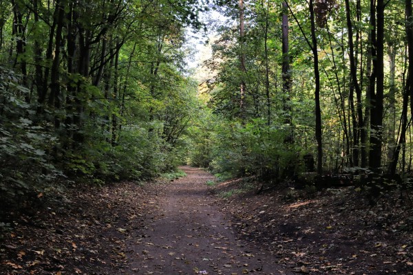 Waldweg