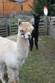 Lamas