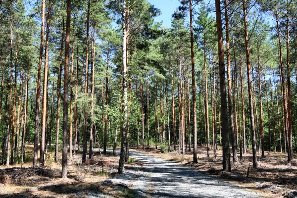 Waldweg