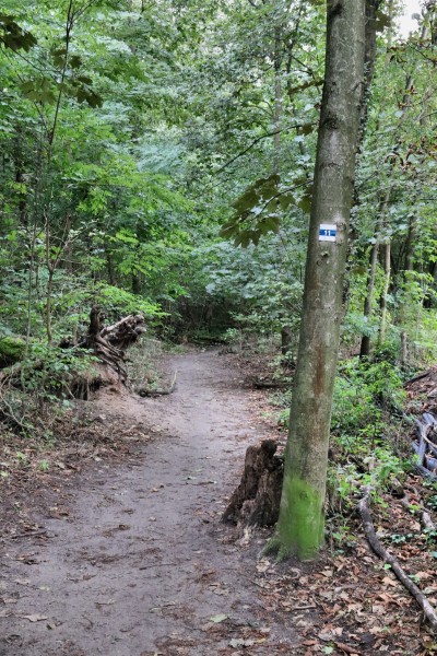 Waldweg