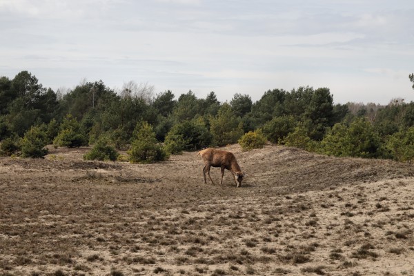 Heideweg