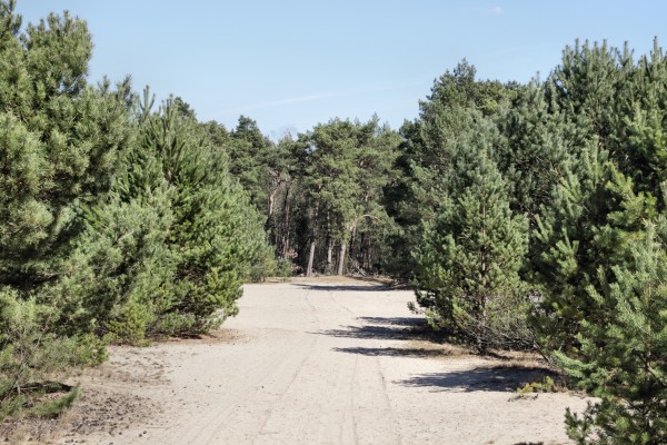 Schönower Heide