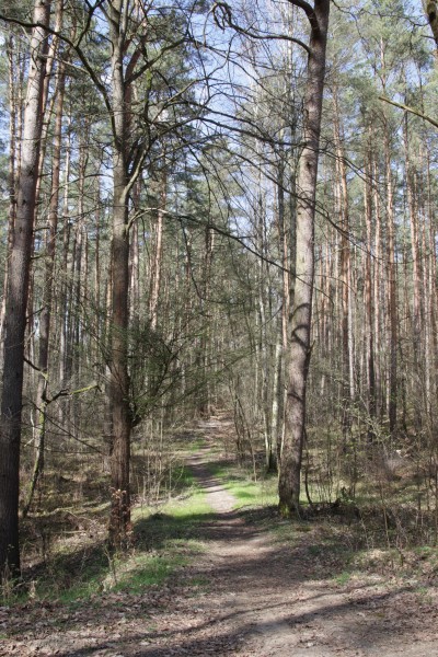 Waldweg