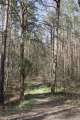 Waldweg