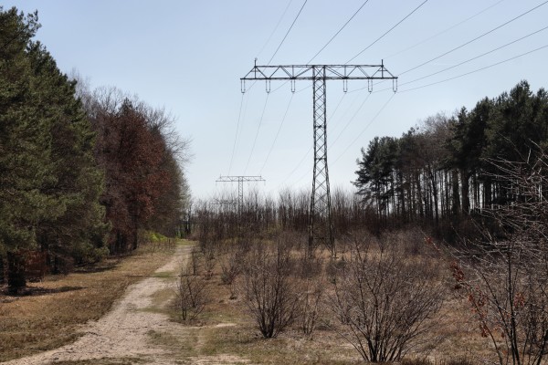 Waldweg