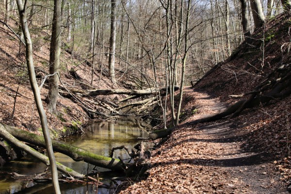 Buchenschlucht