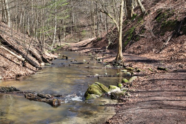 Buchenschlucht