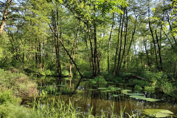 Briesesteig