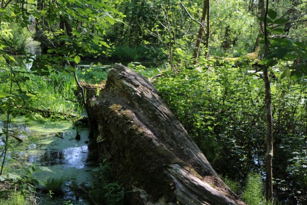 Briesesteig