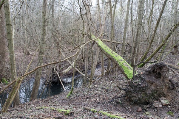 Glasowbachniederung