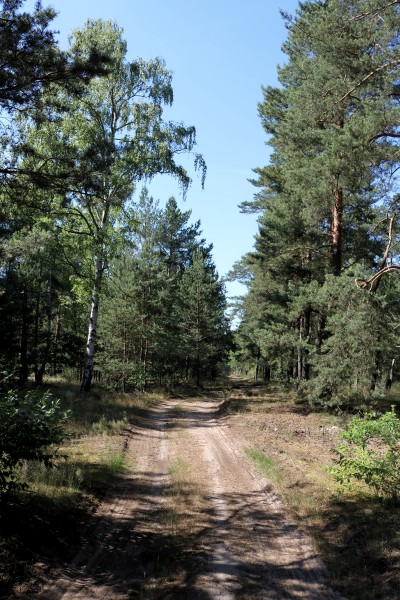 Waldweg Borgsdorf