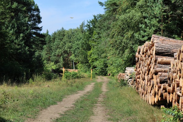 Waldweg Borgsdorf