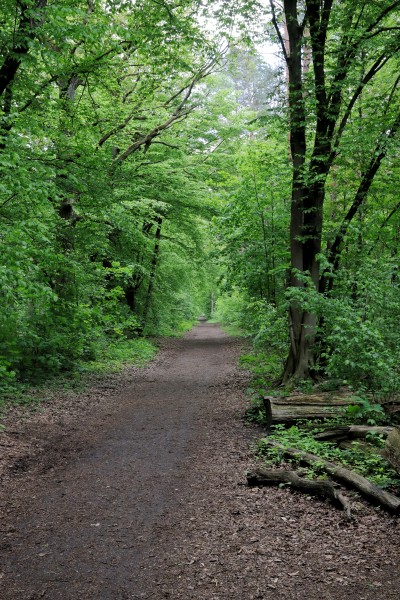 Waldweg