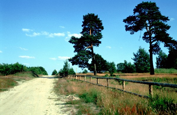 Dberitzer Heide