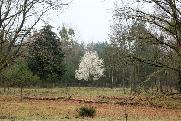 blühender Baum