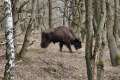 Wisent