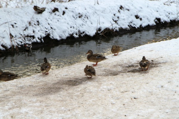 Enten
