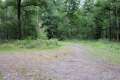Waldweg