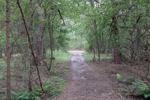 Waldweg