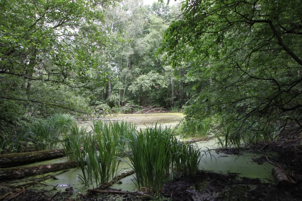 Teich Schlaggraben