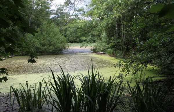 Teich Schlaggraben