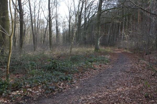 Waldweg