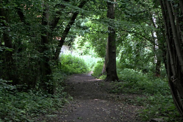 Wäldchen Finkenkrug