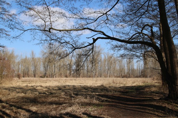 Lichtung