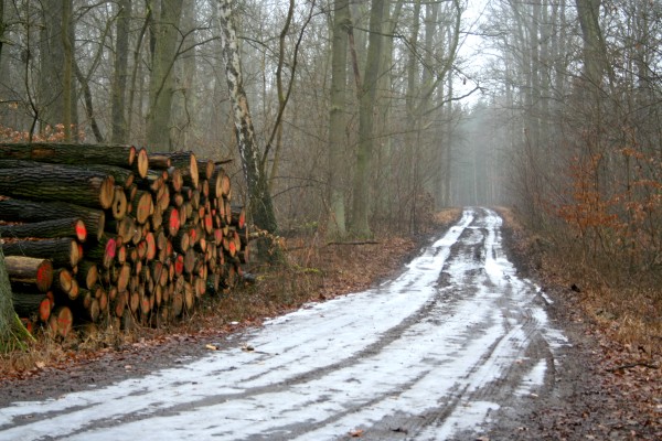 Papenberge