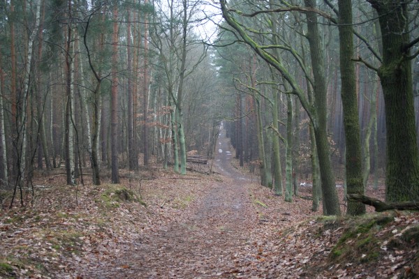 Papenberge