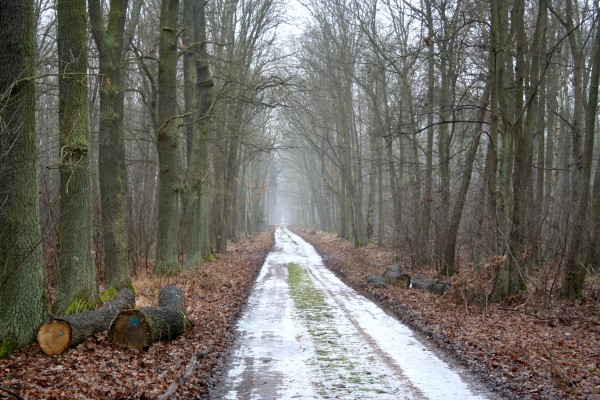 Papenberge