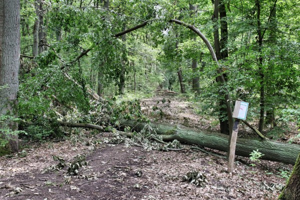 Sturmschaden