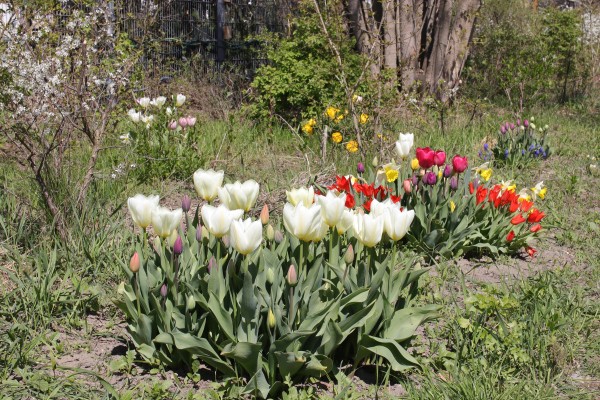 Tulpen