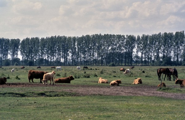 Rinderweide