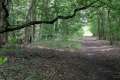 Waldweg