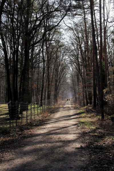 Waldweg